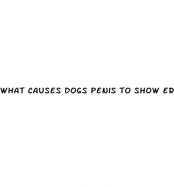 what causes dogs penis to show erection