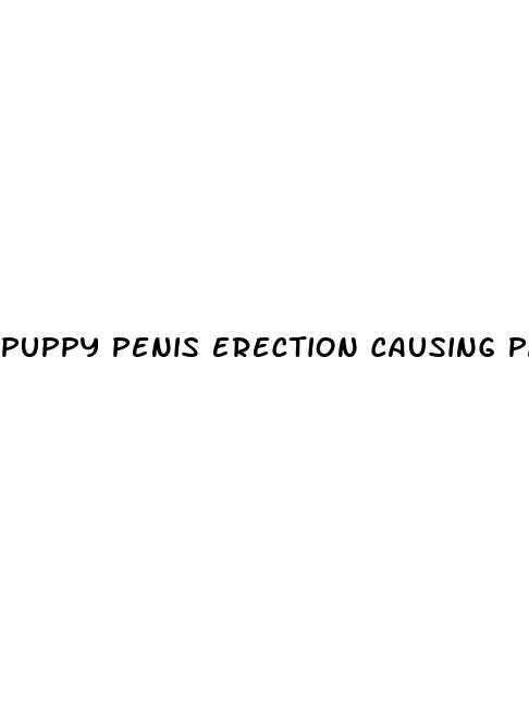 puppy penis erection causing pain