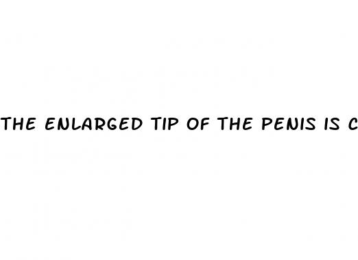 the enlarged tip of the penis is called