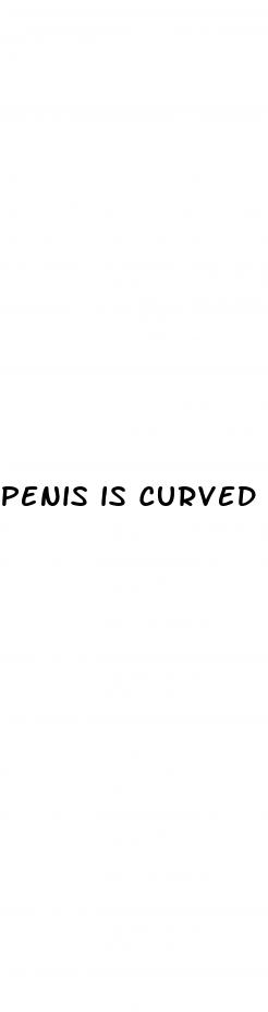 penis is curved when erect