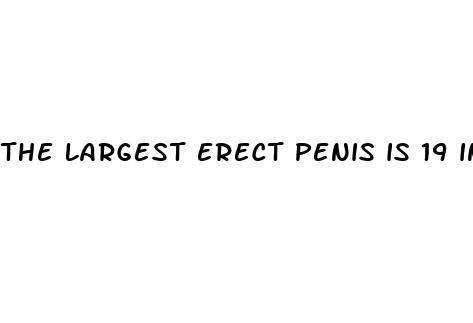 the largest erect penis is 19 in long