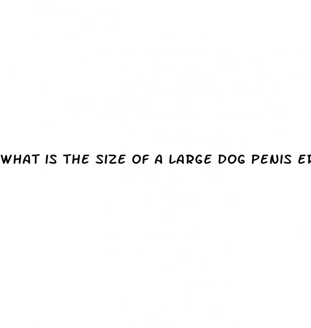 what is the size of a large dog penis erect