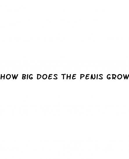 how big does the penis grow when erect