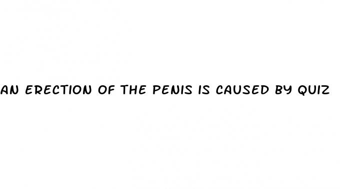 an erection of the penis is caused by quiz