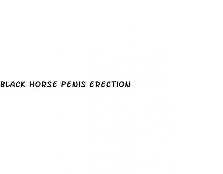 black horse penis erection