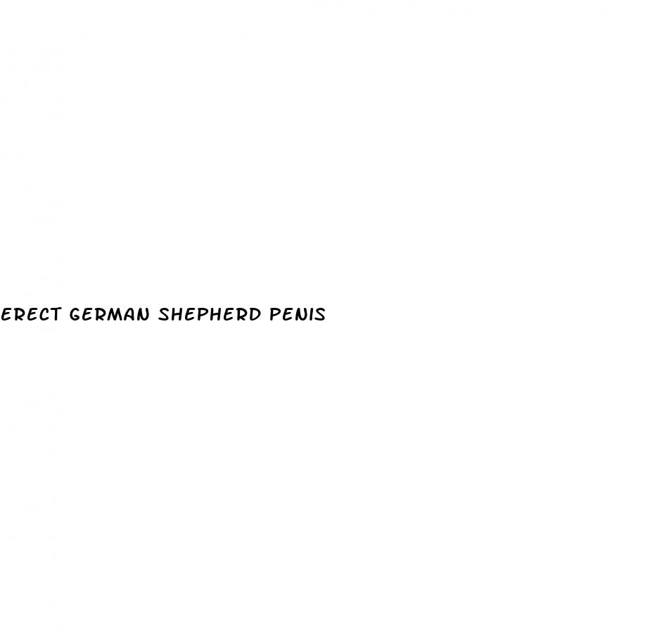 erect german shepherd penis