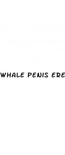 whale penis erected