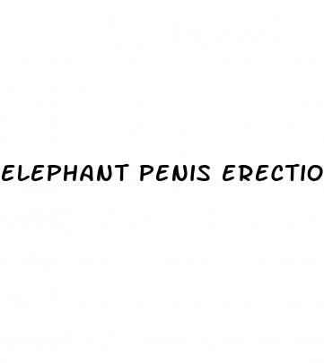 elephant penis erection