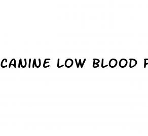 canine low blood pressure