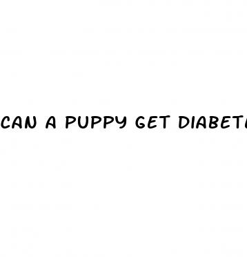 can a puppy get diabetes