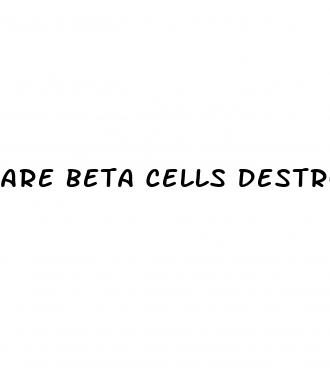 are beta cells destroyed in type 2 diabetes
