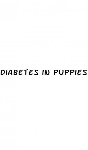 diabetes in puppies symptoms