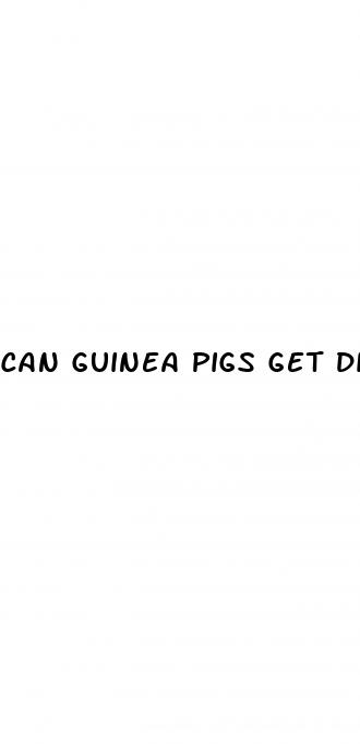 can guinea pigs get diabetes
