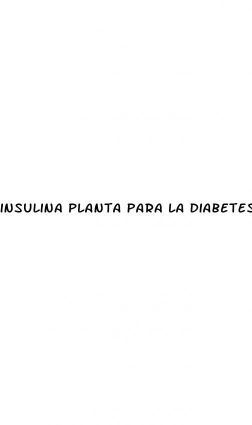 insulina planta para la diabetes
