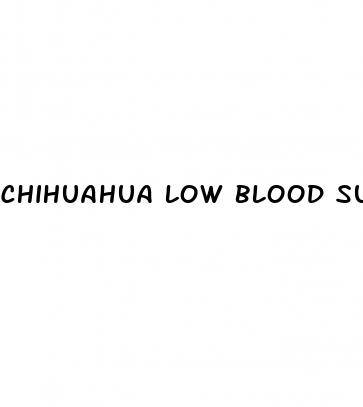 chihuahua low blood sugar symptoms
