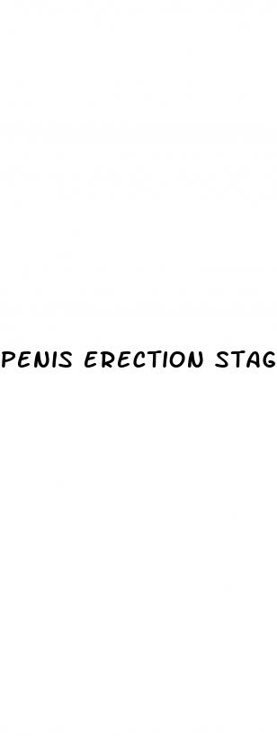 penis erection stages