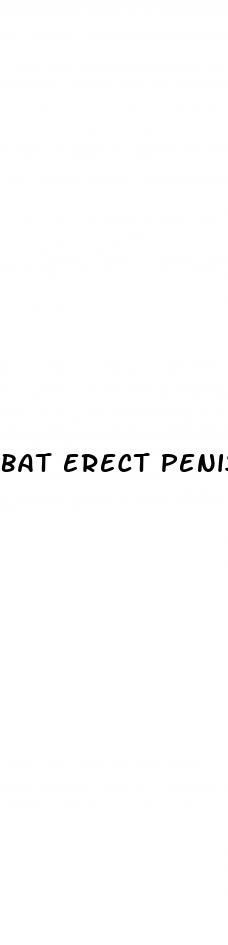 bat erect penis