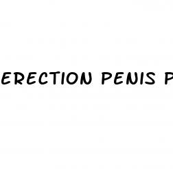 erection penis photo