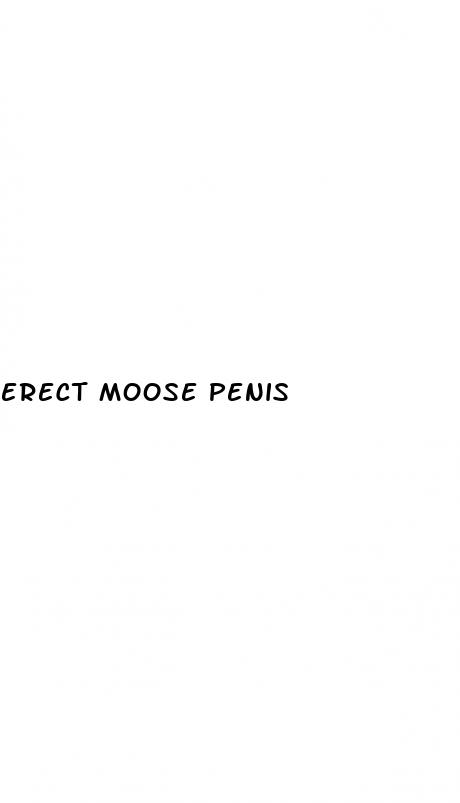 erect moose penis