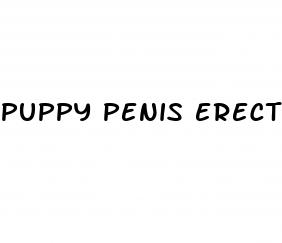 puppy penis erect
