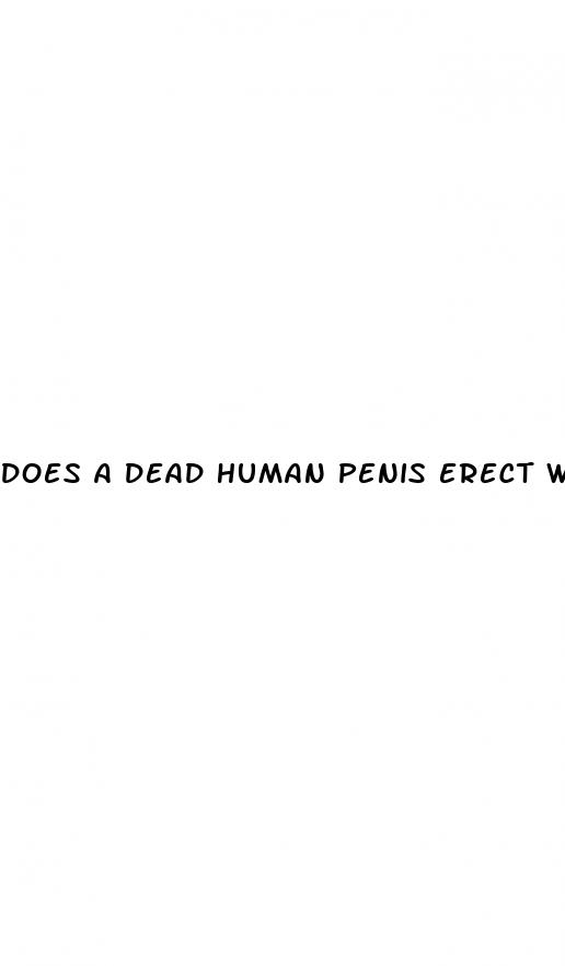 does a dead human penis erect with rigormortis