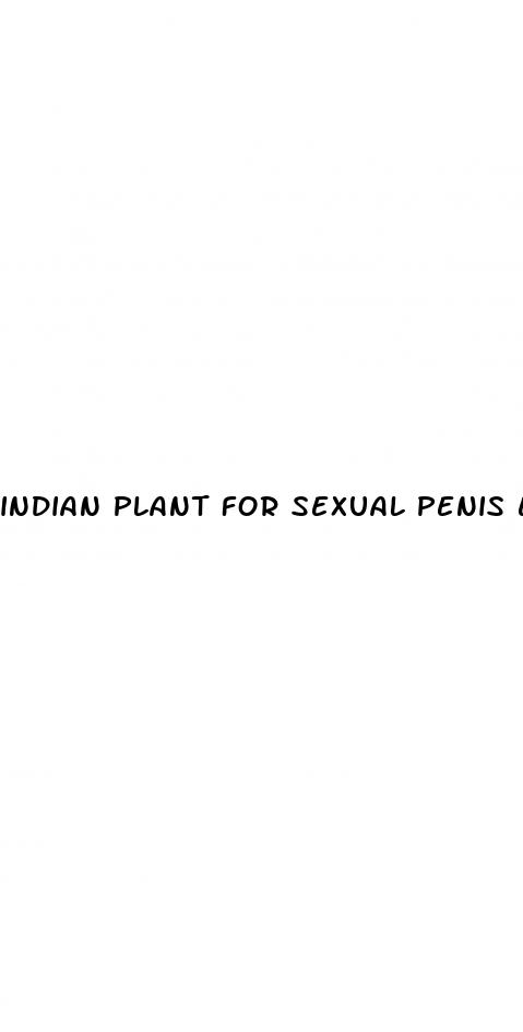indian plant for sexual penis erection