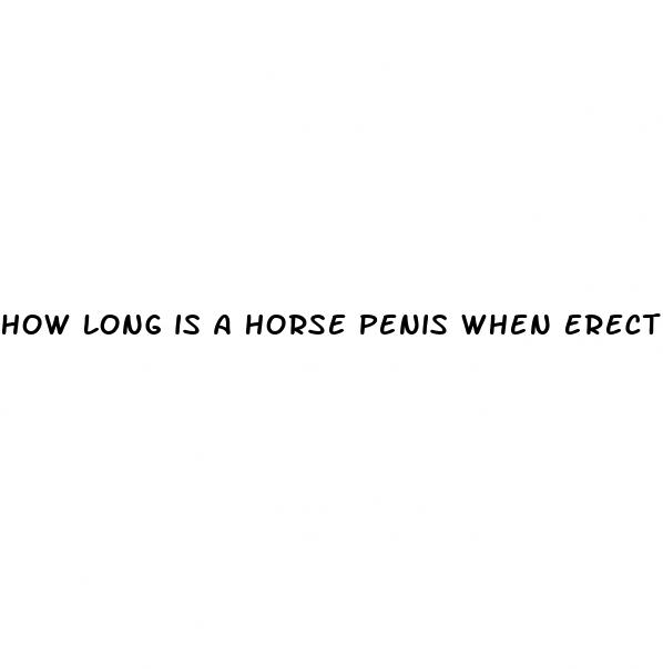 how long is a horse penis when erect