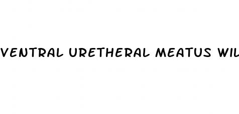 ventral uretheral meatus will correct as penis enlarges