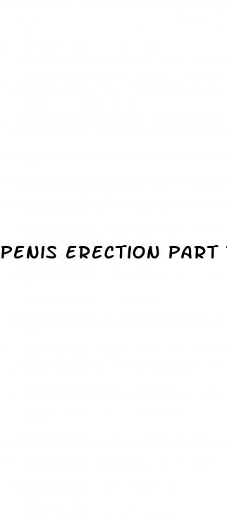 penis erection part that makes it up