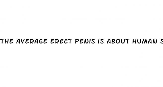 the average erect penis is about human sexuality quizlet