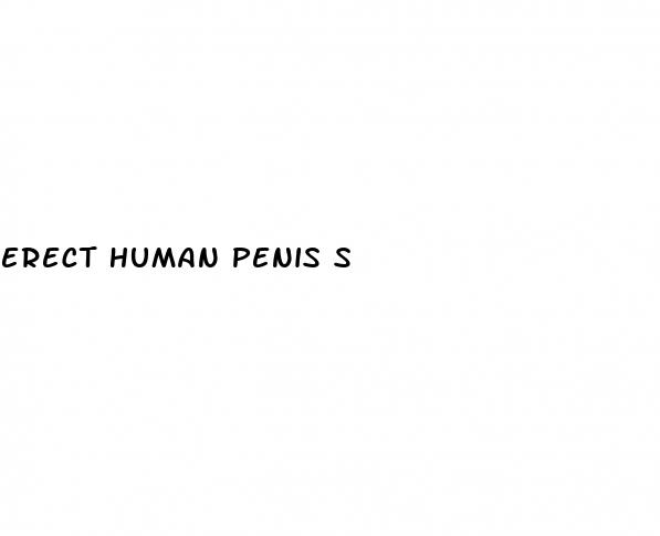 erect human penis s