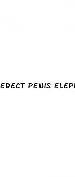 erect penis elephant