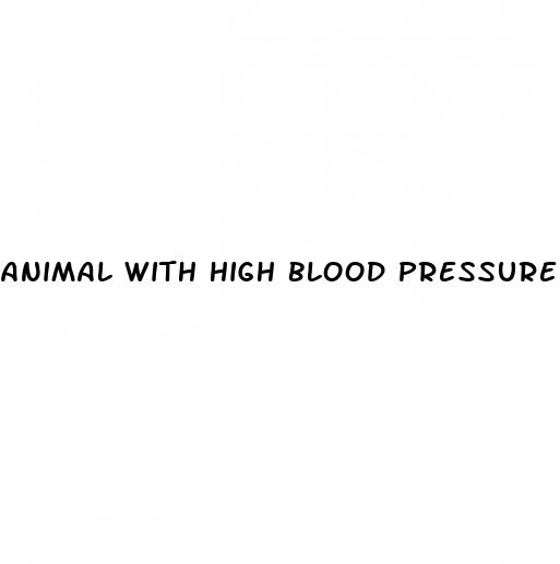 animal with high blood pressure
