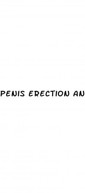 penis erection animation