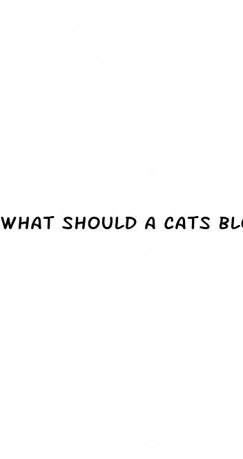 what should a cats blood sugar be