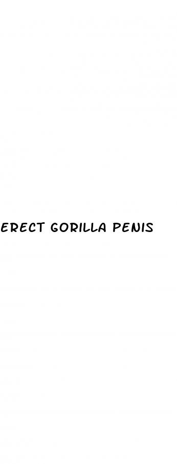 erect gorilla penis