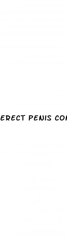 erect penis condom