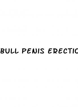 bull penis erection