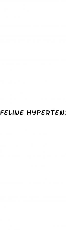 feline hypertension guidelines