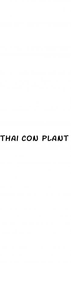 thai con plant