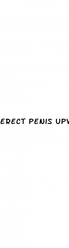 erect penis upwards