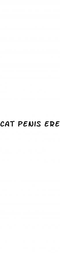 cat penis erection
