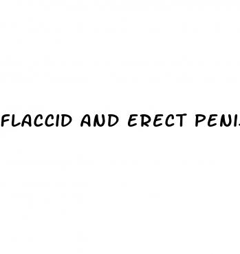 flaccid and erect penis by size