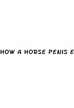how a horse penis erect
