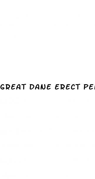 great dane erect penis