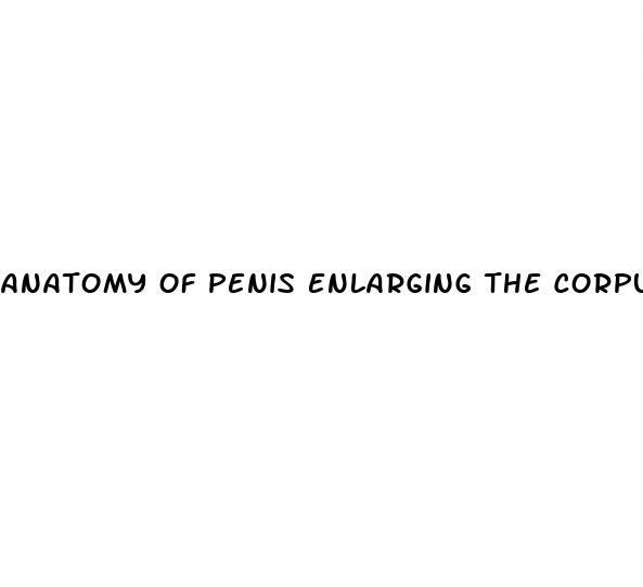 anatomy of penis enlarging the corpus cavernosum