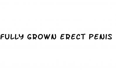 fully grown erect penis