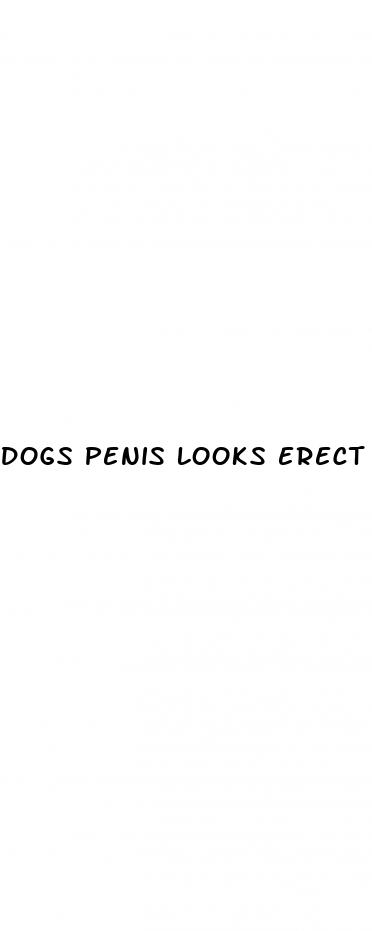 dogs penis looks erect