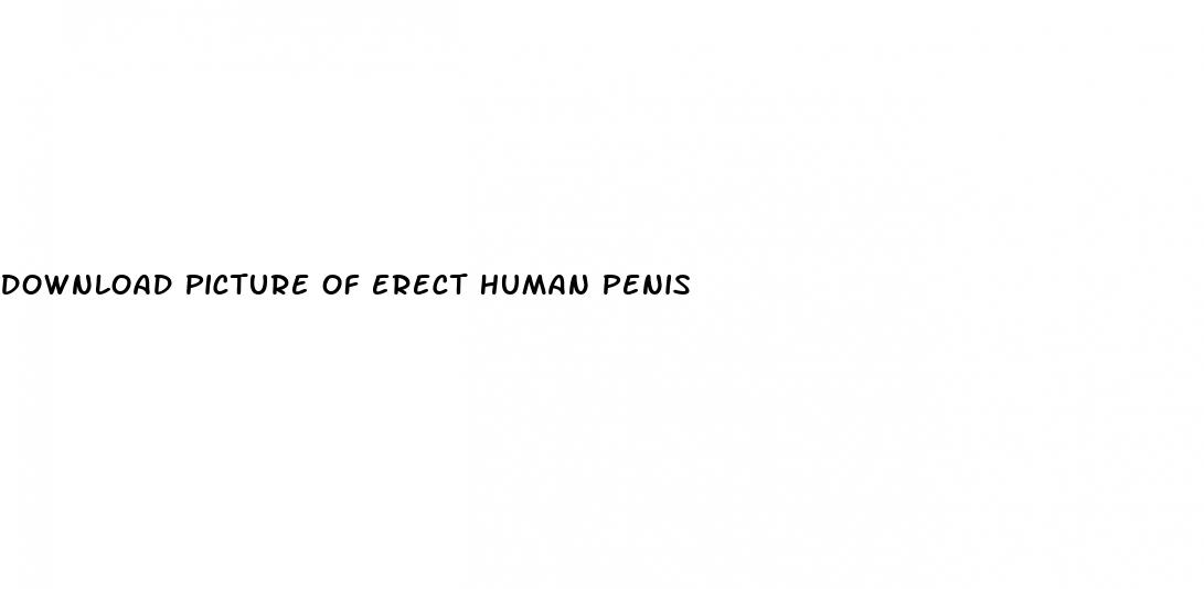 download picture of erect human penis