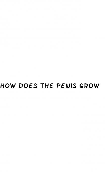 how does the penis grow